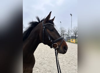 Koń westfalski, Wałach, 6 lat, 168 cm, Ciemnogniada