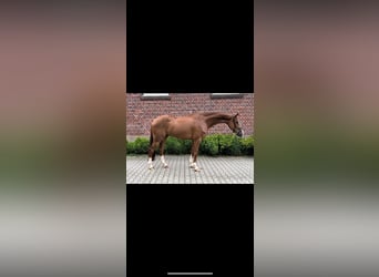 Koń westfalski, Wałach, 6 lat, 168 cm, Ciemnokasztanowata