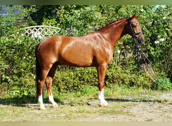 Koń westfalski, Wałach, 6 lat, 168 cm, Ciemnokasztanowata