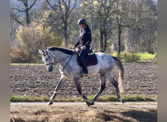 Koń westfalski, Wałach, 6 lat, 168 cm, Siwa