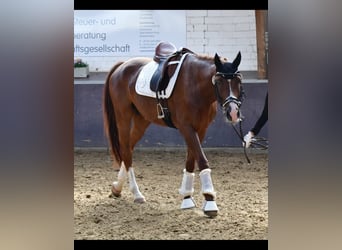 Koń westfalski, Wałach, 6 lat, 169 cm