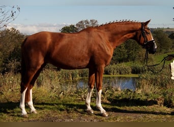 Koń westfalski, Wałach, 6 lat, 170 cm, Kasztanowata