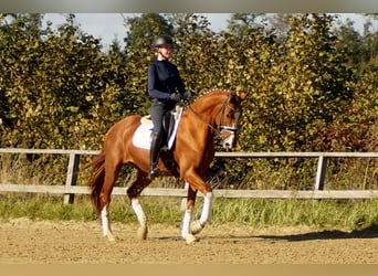 Koń westfalski, Wałach, 6 lat, 170 cm, Kasztanowata