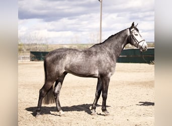 Koń westfalski, Wałach, 6 lat, 170 cm, Siwa jabłkowita
