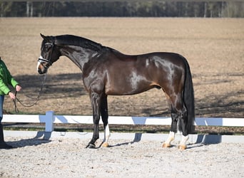 Koń westfalski, Wałach, 6 lat, 172 cm, Gniada