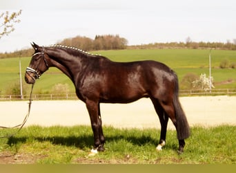Koń westfalski, Wałach, 6 lat, 172 cm, Skarogniada