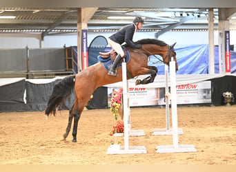 Koń westfalski, Wałach, 6 lat, 173 cm, Gniada