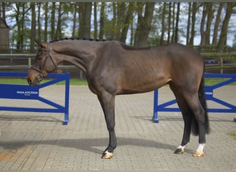 Koń westfalski, Wałach, 6 lat, 174 cm, Gniada