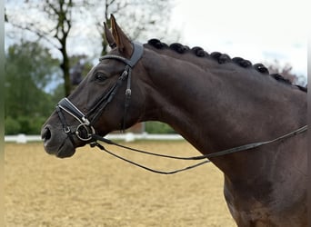 Koń westfalski, Wałach, 6 lat, 176 cm, Ciemnokasztanowata