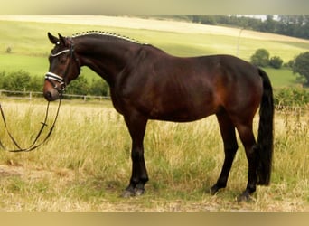 Koń westfalski, Wałach, 7 lat, 163 cm, Ciemnogniada