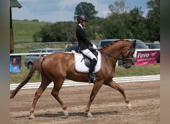 Koń westfalski, Wałach, 7 lat, 165 cm, Kasztanowata