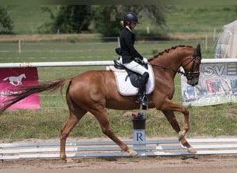 Koń westfalski, Wałach, 7 lat, 165 cm, Kasztanowata