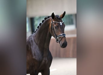 Koń westfalski, Wałach, 7 lat, 168 cm, Ciemnogniada
