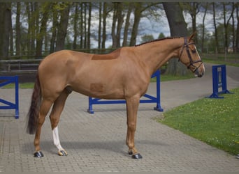 Koń westfalski, Wałach, 7 lat, 168 cm, Kasztanowata