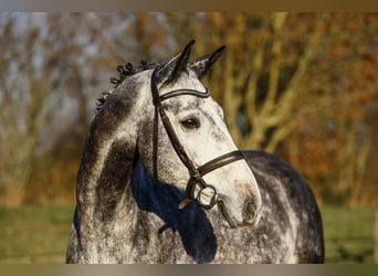 Koń westfalski, Wałach, 7 lat, 168 cm, Siwa