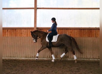 Koń westfalski, Wałach, 7 lat, 170 cm, Ciemnokasztanowata