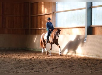 Koń westfalski, Wałach, 7 lat, 170 cm, Ciemnokasztanowata