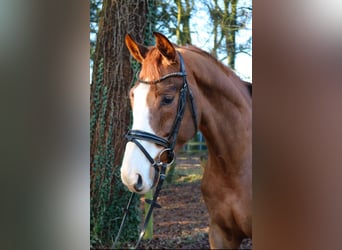 Koń westfalski, Wałach, 7 lat, 170 cm, Ciemnokasztanowata