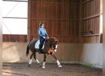 Koń westfalski, Wałach, 7 lat, 170 cm, Ciemnokasztanowata