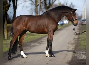 Koń westfalski, Wałach, 7 lat, 170 cm, Gniada