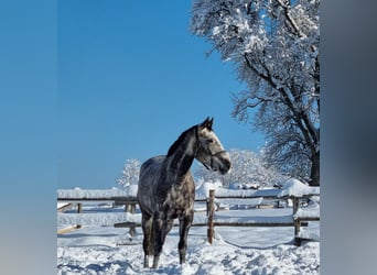 Koń westfalski, Wałach, 7 lat, 170 cm, Siwa