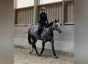 Koń westfalski, Wałach, 7 lat, 170 cm, Siwa