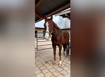 Koń westfalski, Wałach, 7 lat, 172 cm, Ciemnokasztanowata