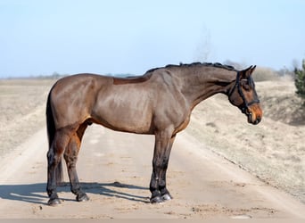 Koń westfalski, Wałach, 7 lat, 175 cm