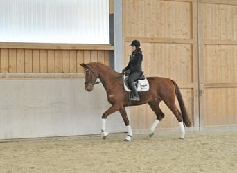 Koń westfalski, Wałach, 7 lat, 180 cm, Kasztanowata