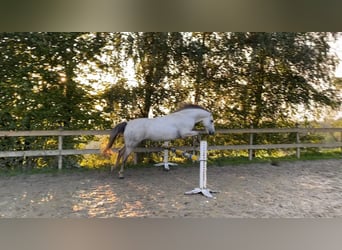 Koń westfalski Mix, Wałach, 8 lat, 153 cm, Siwa jabłkowita