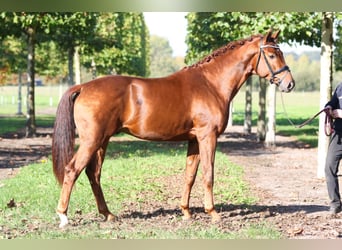 Koń westfalski, Wałach, 8 lat, 168 cm, Kasztanowata
