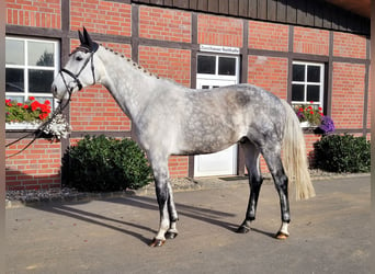 Koń westfalski, Wałach, 8 lat, 170 cm, Siwa
