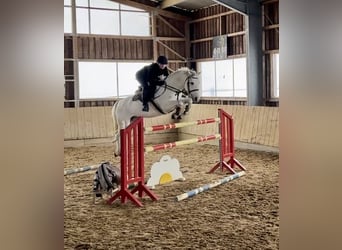Koń westfalski, Wałach, 9 lat, 160 cm, Siwa