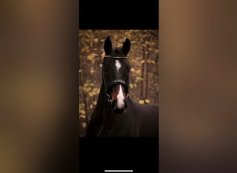 Koń westfalski, Wałach, 9 lat, 162 cm, Ciemnogniada