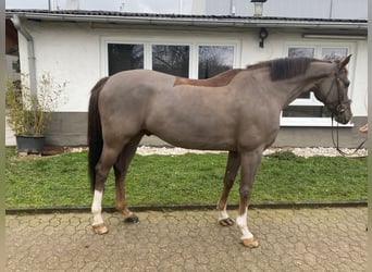 Koń westfalski, Wałach, 9 lat, 168 cm, Ciemnokasztanowata