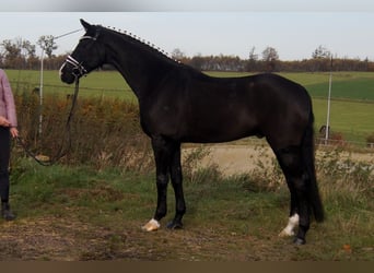 Koń westfalski, Wałach, 9 lat, 168 cm, Kara