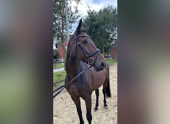 Koń westfalski, Wałach, 9 lat, 169 cm, Ciemnogniada
