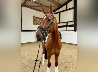 Koń westfalski, Wałach, 9 lat, 169 cm, Ciemnokasztanowata
