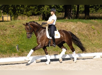 Koń westfalski, Wałach, 9 lat, 172 cm, Ciemnokasztanowata