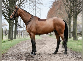 Koń westfalski, Wałach, 9 lat, 178 cm, Gniada