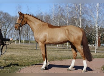 Koń westfalski, Wałach, 9 lat, Kasztanowata