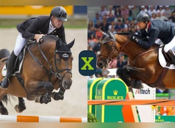 Koń westfalski, Ogier, Zygota