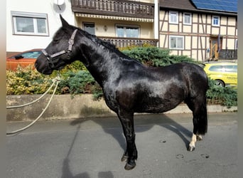 Koń wielkopolski, Klacz, 10 lat, 155 cm, Kara