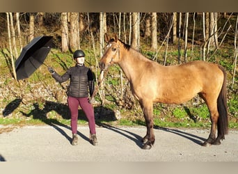 Koń wielkopolski, Klacz, 10 lat, 157 cm, Bułana