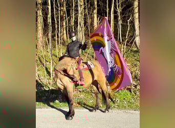 Koń wielkopolski, Klacz, 10 lat, 157 cm, Bułana