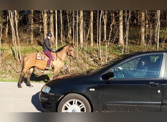 Koń wielkopolski, Klacz, 10 lat, 157 cm, Bułana