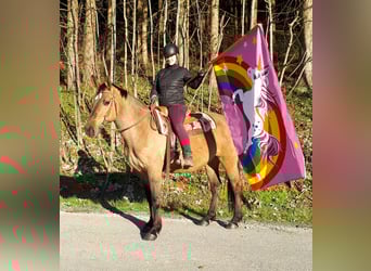 Koń wielkopolski, Klacz, 10 lat, 157 cm, Bułana