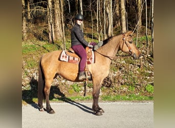 Koń wielkopolski, Klacz, 10 lat, 157 cm, Bułana