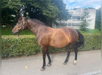 Koń wielkopolski, Klacz, 11 lat, 150 cm, Gniada