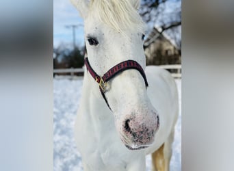 Koń wielkopolski, Klacz, 11 lat, 162 cm, Siwa